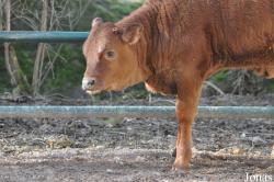 Vache Harzer Rotes Höhenvieh