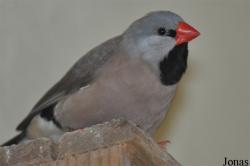 Poephila acuticauda