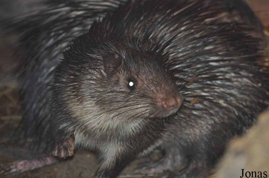 Tierpark Gotha