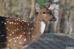 Tierpark Gotha