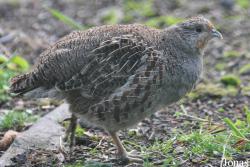 Perdix perdix