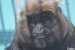 Trachypithecus johnii