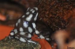 Excidobates mysteriosus