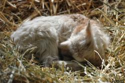Mouton d'Ouessant