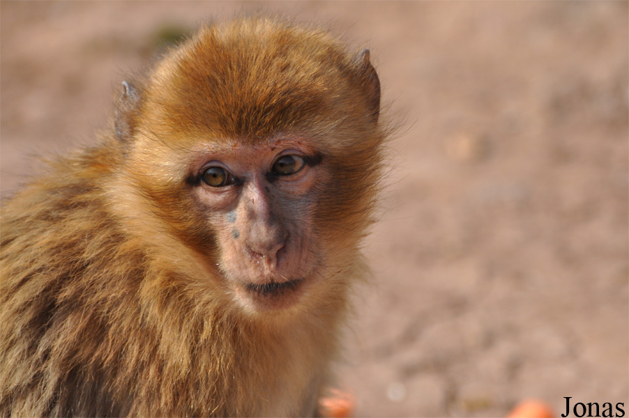 Thüringer Zoopark Erfurt