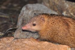 Tenrec ecaudatus