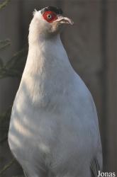 Crossoptilon crossoptilon drouynii