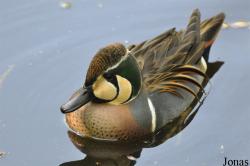 Aqua Zoo Friesland