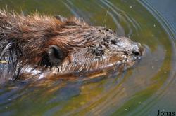 Aqua Zoo Friesland