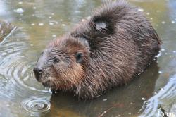 Castor canadensis