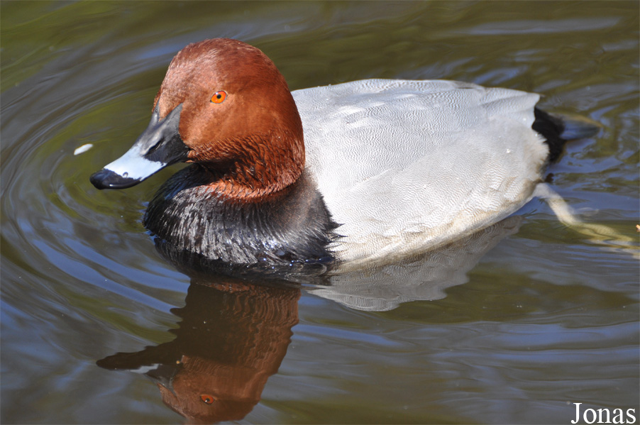 Aqua Zoo Friesland