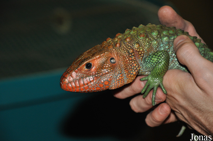 Dubai Aquarium & Discovery Centre