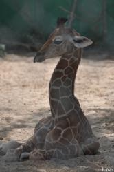 Dubai Zoo