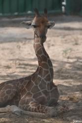 Dubai Zoo