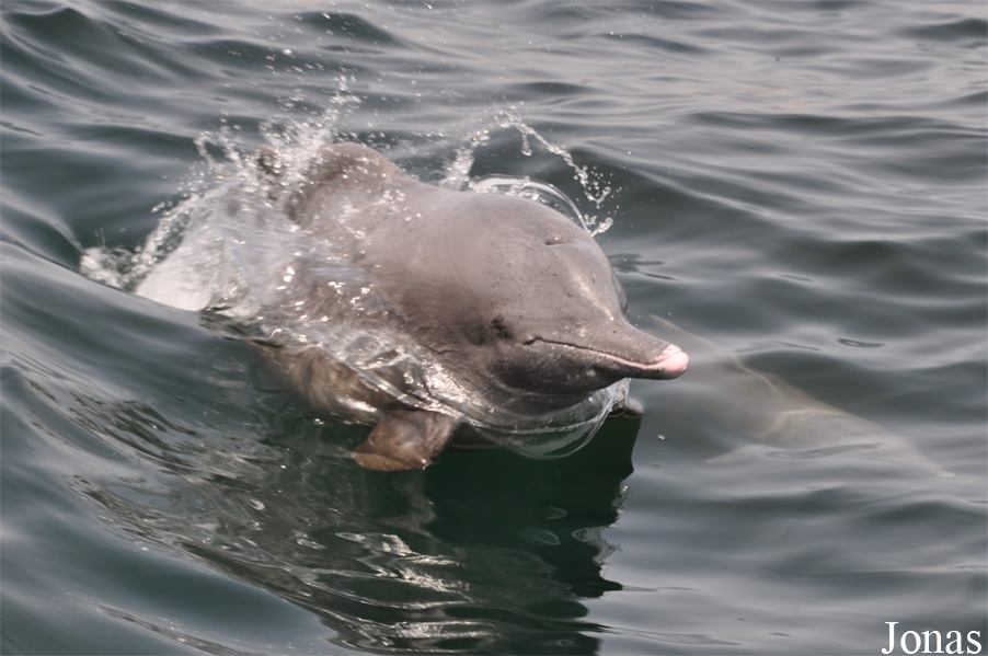 Musandam Peninsula