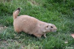 Cynomys ludovicianus