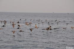 Musandam Peninsula