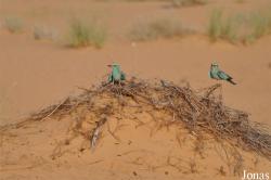 H. E. Sheikh Butti Maktoum's Wildlife Center (Murquab location)