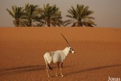 H. E. Sheikh Butti Maktoum's Wildlife Center (Murquab location)