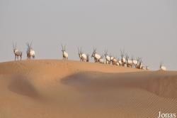 H. E. Sheikh Butti Maktoum's Wildlife Center (Murquab location)