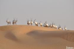 H. E. Sheikh Butti Maktoum's Wildlife Center (Murquab location)