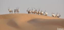 H. E. Sheikh Butti Maktoum's Wildlife Center (Murquab location)
