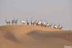 H. E. Sheikh Butti Maktoum's Wildlife Center (Murquab location)