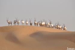 H. E. Sheikh Butti Maktoum's Wildlife Center (Murquab location)