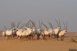 H. E. Sheikh Butti Maktoum's Wildlife Center (Murquab location)