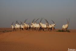 H. E. Sheikh Butti Maktoum's Wildlife Center (Murquab location)
