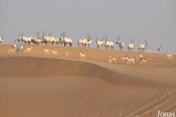 H. E. Sheikh Butti Maktoum's Wildlife Center (Murquab location)