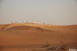 H. E. Sheikh Butti Maktoum's Wildlife Center (Murquab location)
