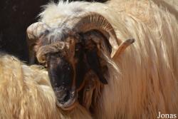 Mouton Awassi