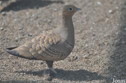 Sharjah Desert Park