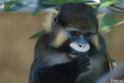 Cercopithecus cephus