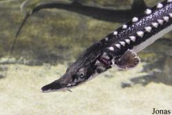 Acipenser stellatus
