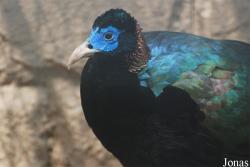 Lophophorus sclateri