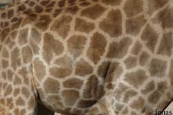 Giraffa camelopardalis angolensis