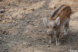Cochon domestique x Sanglier