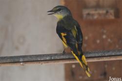 Campephagidae