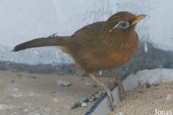 Garrulax canorus