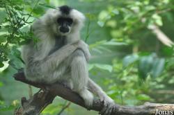 Beijing Zoological Gardens