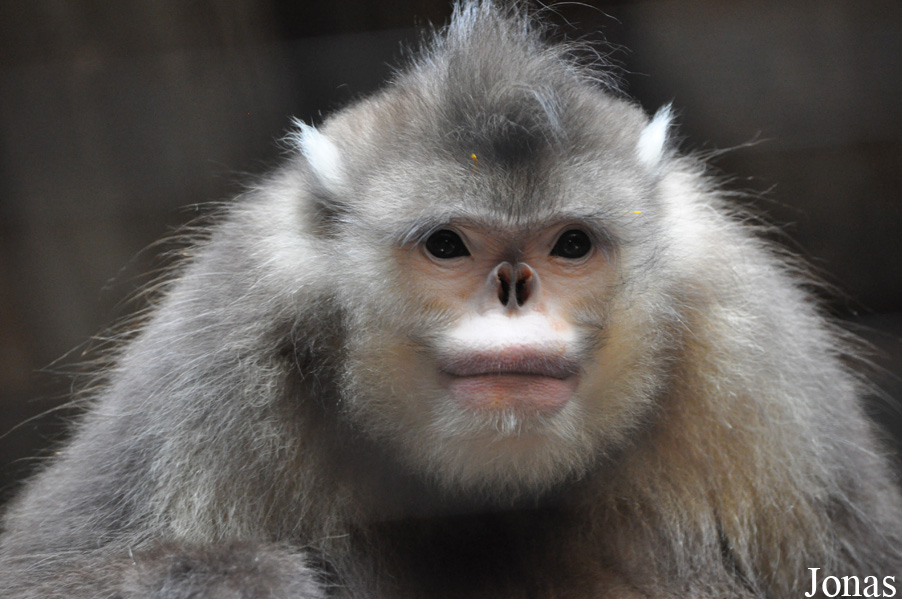 Beijing Zoological Gardens