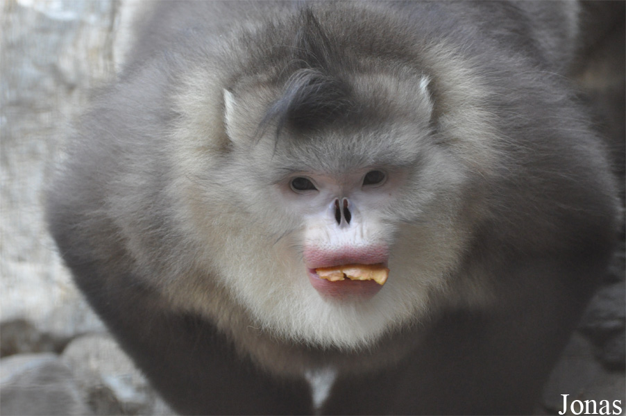 Beijing Zoological Gardens