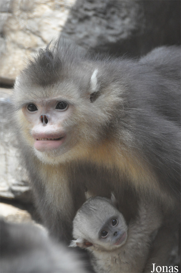 Beijing Zoological Gardens