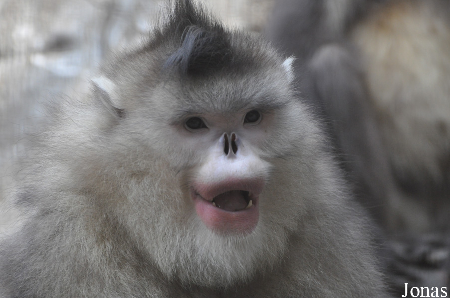 Beijing Zoological Gardens