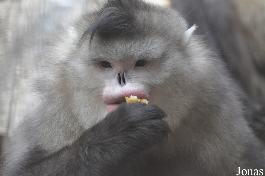 Beijing Zoological Gardens