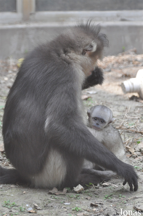 Beijing Zoological Gardens