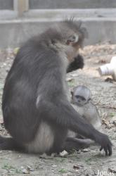 Beijing Zoological Gardens