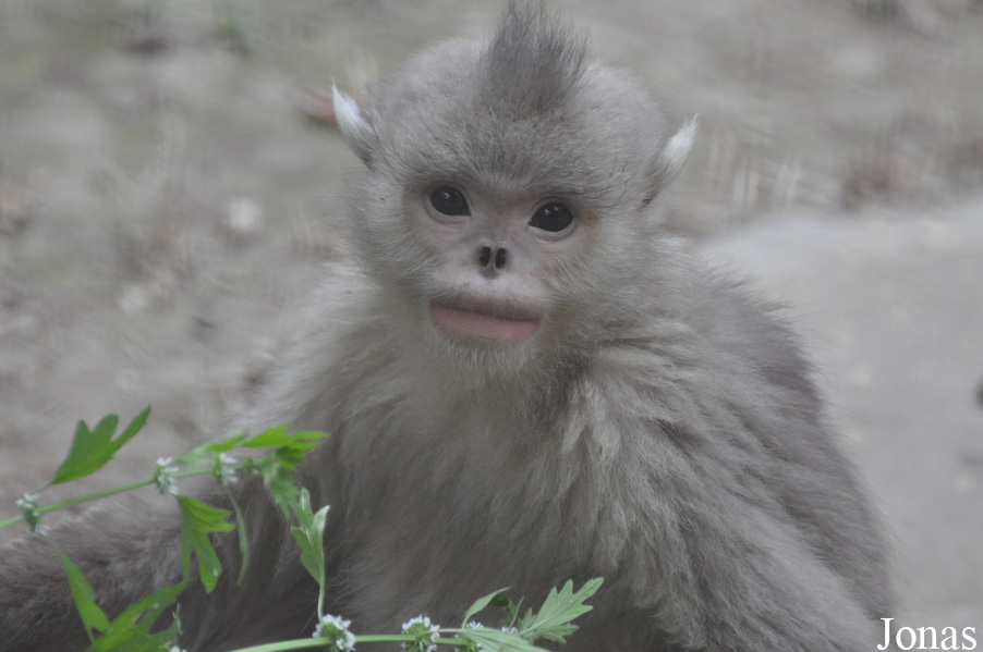 Beijing Zoological Gardens
